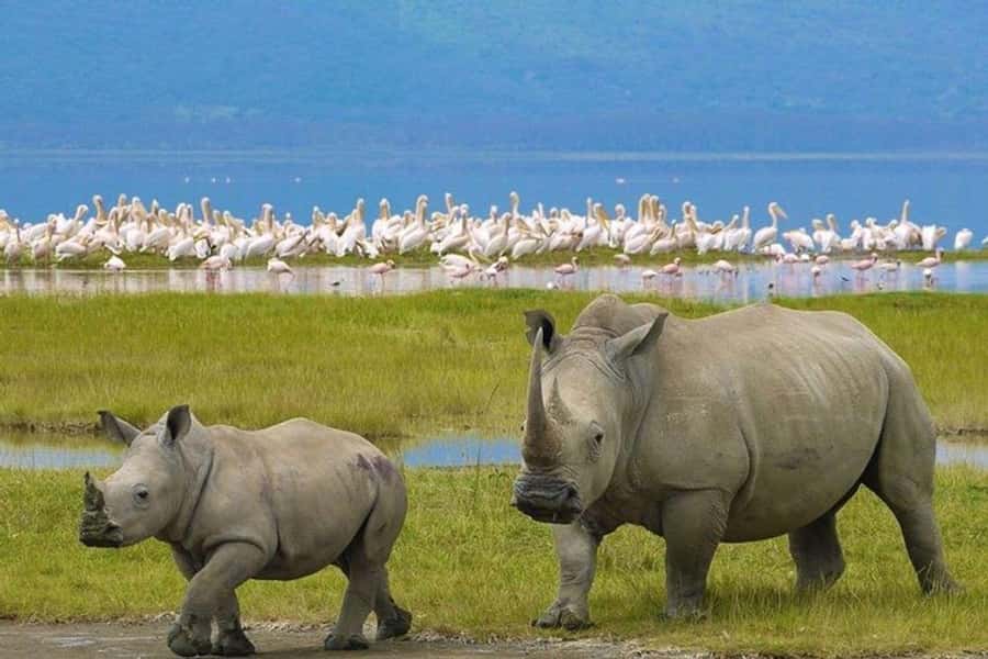 Nairobi: Nakuru National Park and Lake Naivasha Day Tour - The 3-hour game drive: how to get the most from your time in Nakuru