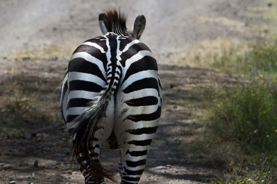 Nairobi: Nakuru National Park and Lake Naivasha Day Tour - Lake Naivasha long-tail boat ride: hippos, bird watching, and eagle feeding