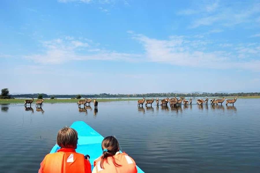 Nairobi: Nakuru National Park and Lake Naivasha Day Tour - Pop-up roof safari vehicle, live commentary, and staying comfortable all day