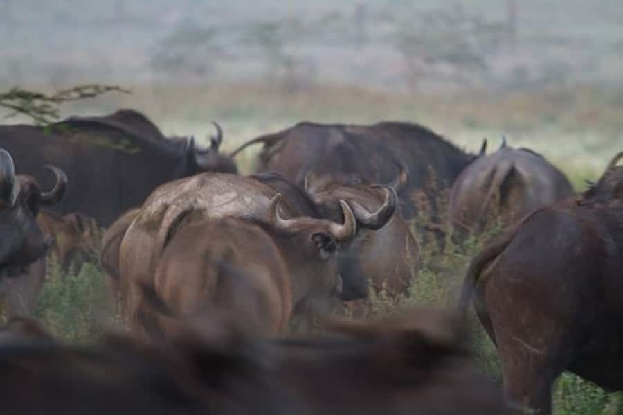 Nairobi: Nakuru National Park and Lake Naivasha Day Tour - Price of $215 and what to budget for (so it does not surprise you)