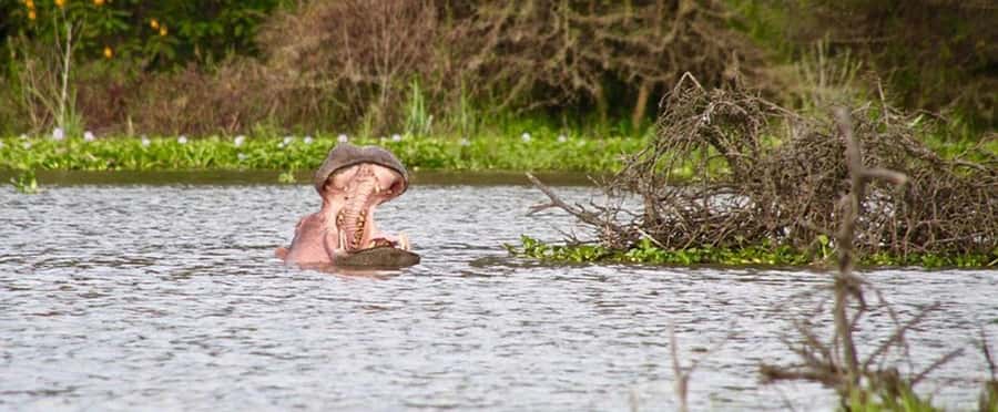Nairobi: Nakuru National Park and Lake Naivasha Day Tour - Should you book this Nairobi wildlife day trip?