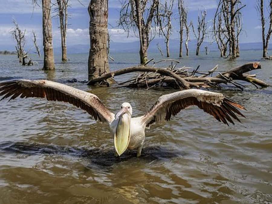 Nairobi: Nakuru National Park and Lake Naivasha Day Tour - Lake Nakuru National Park: rhinos, birds, and a guided game drive that actually has focus