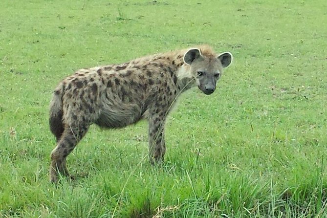 Nairobi National Park 1.p.m Game Drive - Nairobi National Park at 1 p.m.: why this safari format feels right