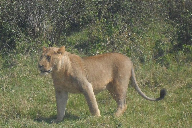 Nairobi National Park 1.p.m Game Drive - How the guide support turns a drive into a learning experience