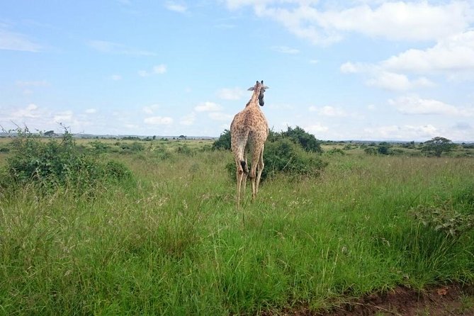 Nairobi National Park 1.p.m Game Drive - Itinerary flow, from pickup to park time to return