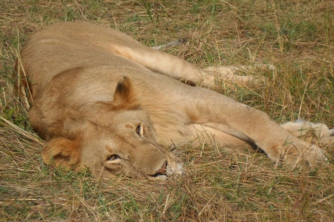 Nairobi National Park 1.p.m Game Drive - Price and value: what $75.60 covers, and what it does not