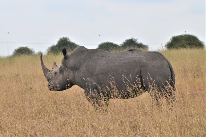 Nairobi National Park - Nairobi National Park, The Ark: Urban Safari in a Capital City