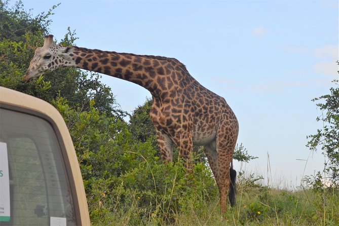Nairobi National Park - The 4 to 5 Hour Safari Drive: What the Route Teaches You