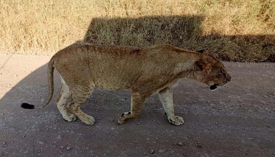 Nairobi National Park 5-hour Guided Game Drive Free Pick up - Key things to know before you go