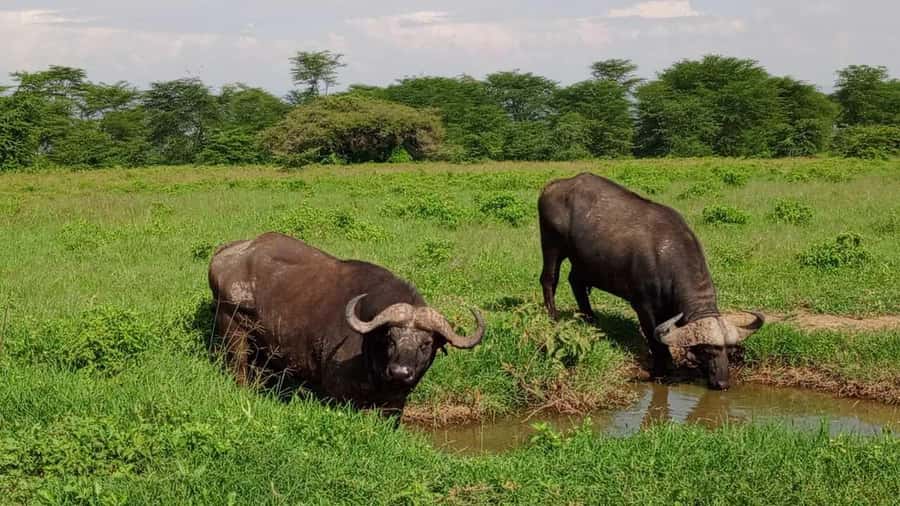 Nairobi National Park 5-hour Guided Game Drive Free Pick up - Nairobi National Park, right next to Nairobi city