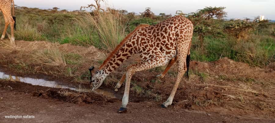 Nairobi National Park 5-hour Guided Game Drive Free Pick up - Morning vs afternoon: choose based on how you want to see animals