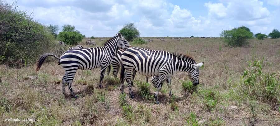 Nairobi National Park 5-hour Guided Game Drive Free Pick up - Who this tour suits best
