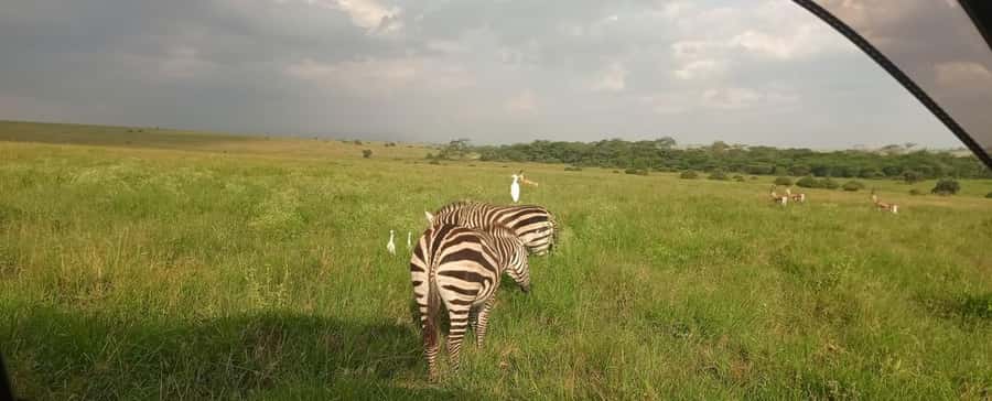 Nairobi National Park 5-hour Guided Game Drive Free Pick up - Should you book this Nairobi National Park game drive?
