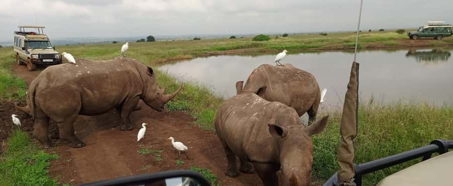 Nairobi National Park 5-hour Guided Game Drive Free Pick up - The 5-hour flow, from pickup to park to shopping