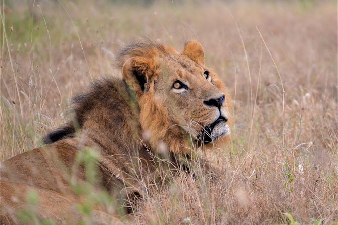Nairobi National Park - Wildlife Expectations: Lions, Rhinos, and 400+ Birds Without Fantasy Promises