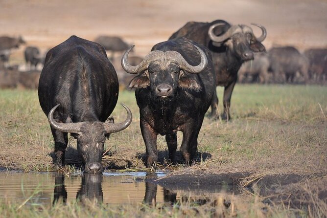 Nairobi National Park 6 am Group-Joining Game Drive - Key highlights you can plan around