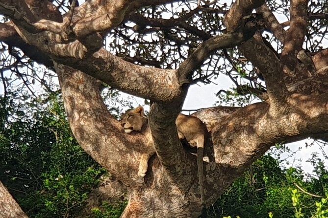 Nairobi National Park 6 am Group-Joining Game Drive - Step-by-step: how the drive typically unfolds