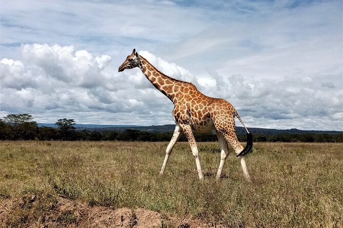Nairobi National Park 6 am Group-Joining Game Drive - The park hour that counts: spotting animals with a guide who tracks