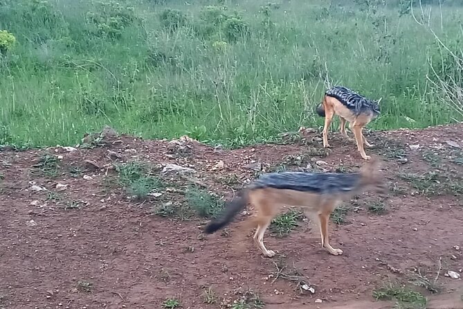 Nairobi National Park 6 am Group-Joining Game Drive - The “bonus hour” for Nairobi city views and coffee
