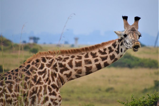 Nairobi National Park - Photos, Safety, and Comfort: How to Get the Most From Limited Time