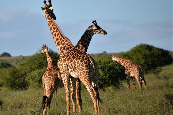 Nairobi National Park - Price and Value at $185: Is It Worth a Half-Day in Nairobi?