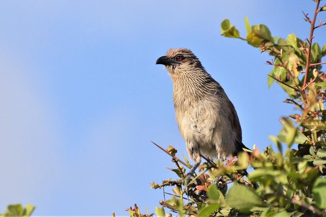 Nairobi National Park - Should You Book This Nairobi Safari Experience?