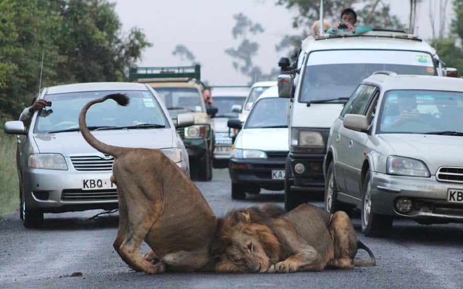 Nairobi National Park –Adventure at City’s Edge Free PickUp - Wooden Shoe Factory Stop: Quick Shopping, Not a Food Day