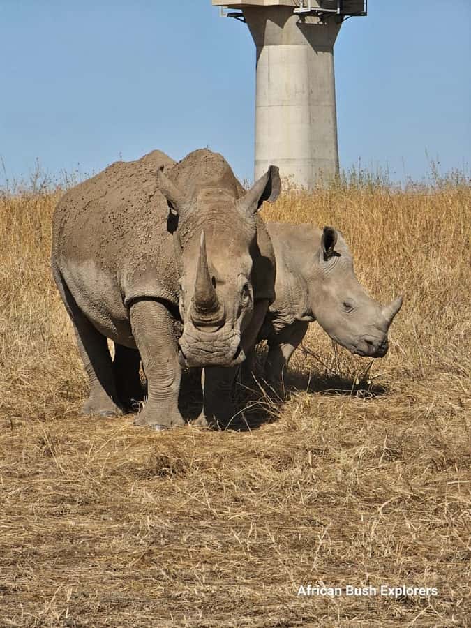 NAIROBI NATIONAL PARK AFTERNOON GAME DRIVE. - Why Nairobi National Park in the afternoon is the right kind of safari