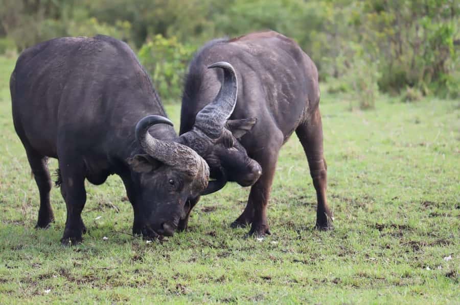 NAIROBI NATIONAL PARK AFTERNOON GAME DRIVE. - Pickup and drop-off, from several Nairobi areas
