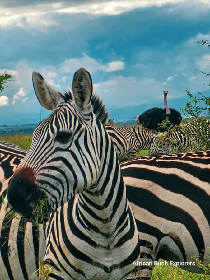 NAIROBI NATIONAL PARK AFTERNOON GAME DRIVE. - Inside the 4 hours: photo stop, guided drive, and sunset viewing