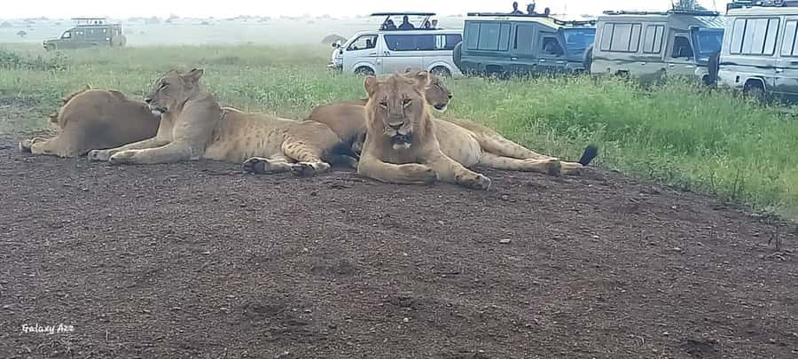 NAIROBI NATIONAL PARK AFTERNOON GAME DRIVE. - Wildlife spotting, what you can reasonably hope for