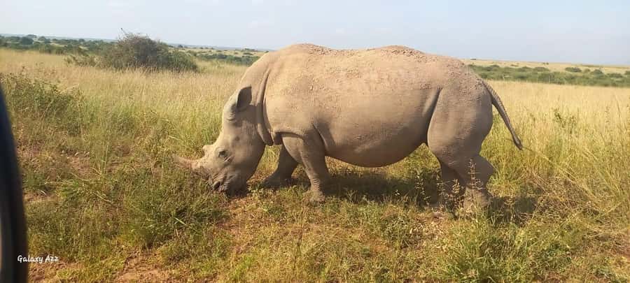 NAIROBI NATIONAL PARK AFTERNOON GAME DRIVE. - The human touch: guide style and how everyone gets time