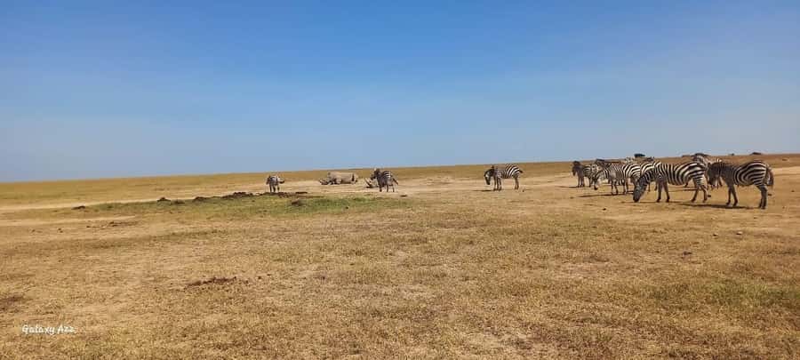 NAIROBI NATIONAL PARK AFTERNOON GAME DRIVE. - Toilets, shopping, and the ending that feels like a wrap-up