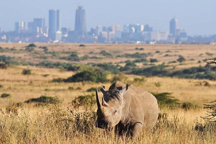 Nairobi national park and elephant orphanage - Key highlights to know before you book