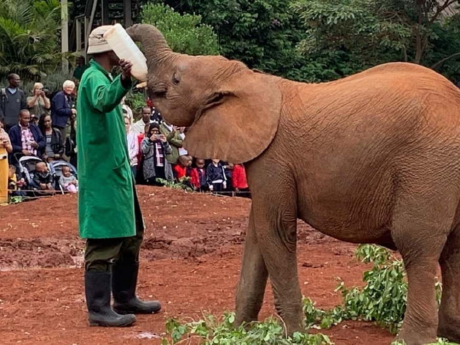 Nairobi national park and elephant orphanage - Price and logistics: calculating the real cost for your day