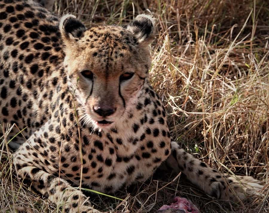 Nairobi national park and elephant orphanage - Who should book this Nairobi national park and elephant orphanage day