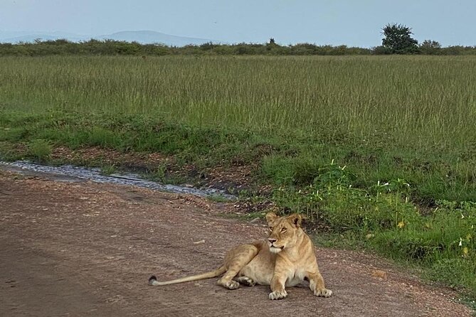 Nairobi national park and Giraffe center - Timing that fits a half-day: Nairobi National Park game drive