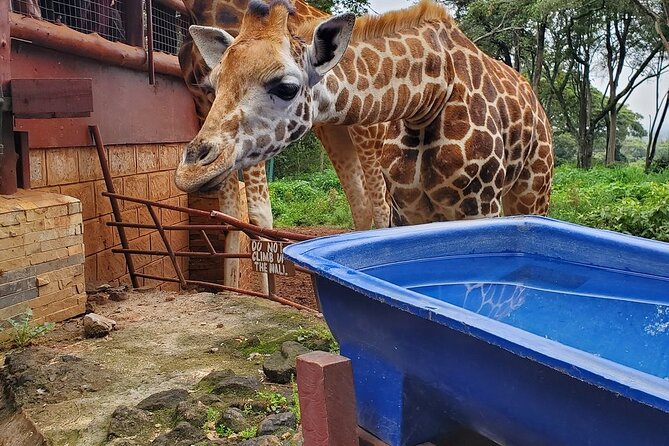 Nairobi national park and Giraffe center - Giraffe Centre: education meets conservation