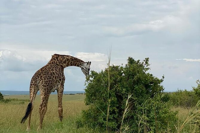 Nairobi national park and Giraffe center - Price and value: is $175 a good deal?