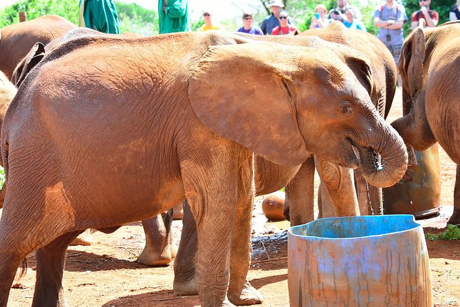 Nairobi national park and Giraffe center - Tips to get more from lion and giraffe sightings
