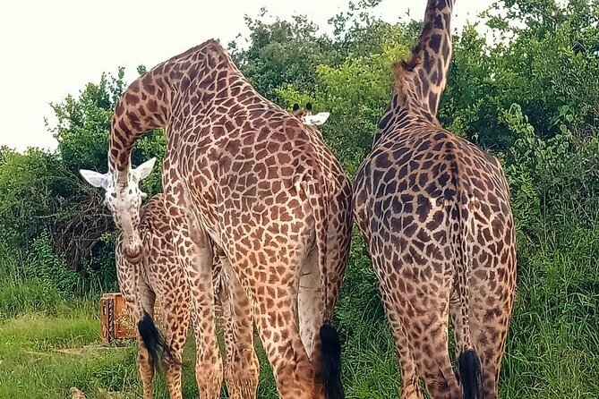 Nairobi National Park and Giraffe Center Daily Tours. - What private transportation changes for your day