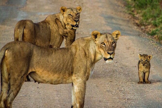 Nairobi National Park and Giraffe Center Daily Tours. - Guides and drivers: the names to look for in your planning