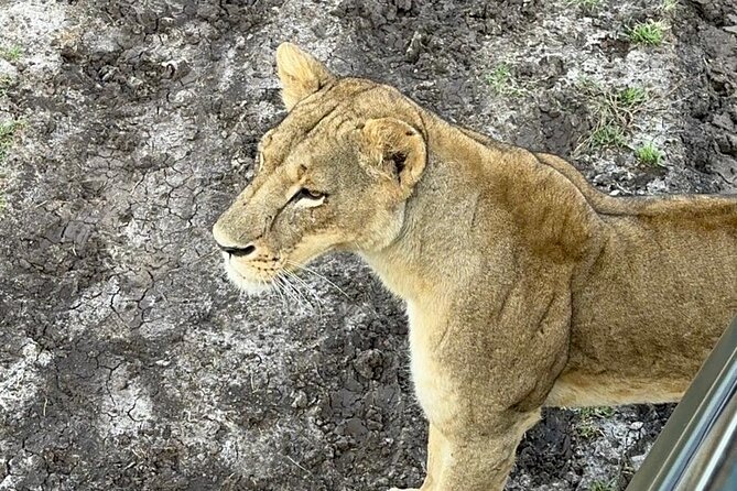 Nairobi National Park and Giraffe Center Daily Tours. - What to expect at each stop, step by step