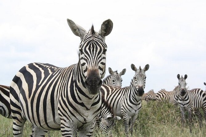 Nairobi National Park and Giraffe Center Day Tour - A capital-city park day, without the hassle