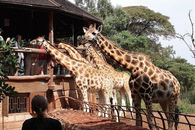 Nairobi National Park and Giraffe Center Day Tour - The Giraffe Centre stop: up-close Rothschild giraffes with purpose