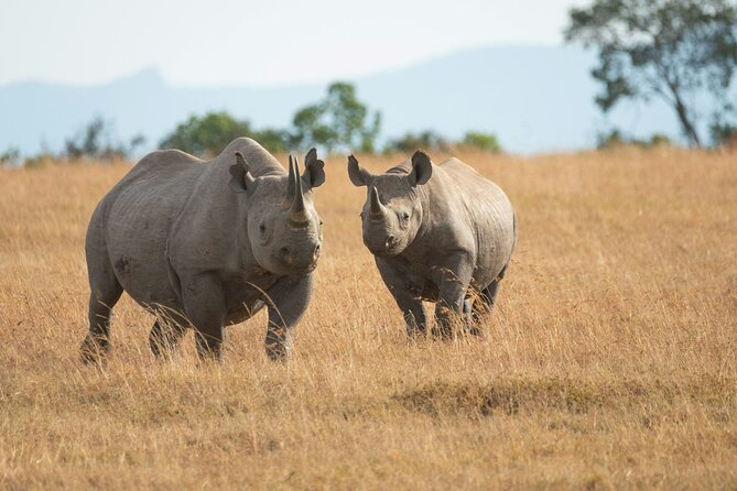 Nairobi National park And Giraffe Center: Free Wi-Fi Connection - Nairobi’s skyline meets wildlife: why this half-day works
