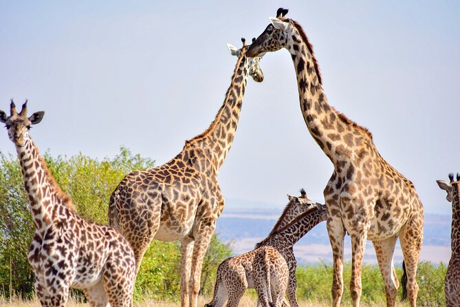 Nairobi National park And Giraffe Center: Free Wi-Fi Connection - Nairobi National Park game drive: what you are really paying for