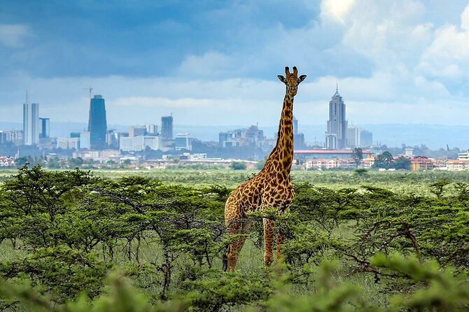 Nairobi National Park and Giraffe Center from Kenya with a Guide - What Your Open-Roof 4WD Safari Feels Like