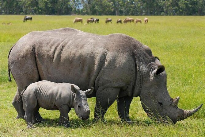 Nairobi National Park and Giraffe Center from Kenya with a Guide - Should You Book This Nairobi National Park and Giraffe Centre Tour?