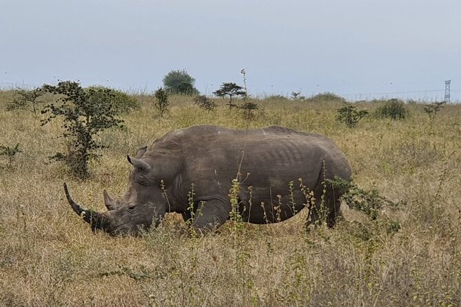 Nairobi national park and Giraffe center - Spotting Big Five style wildlife in the city park